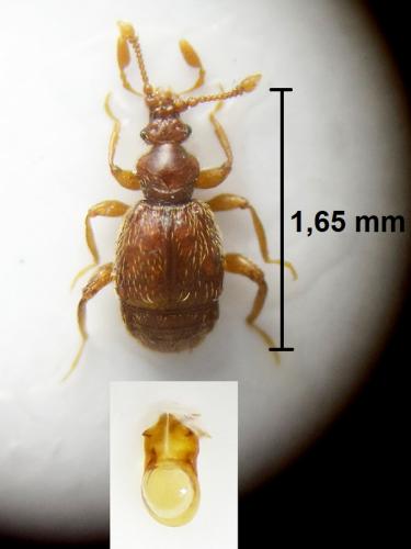 Réf. 235 451 : Bryaxis catalanus